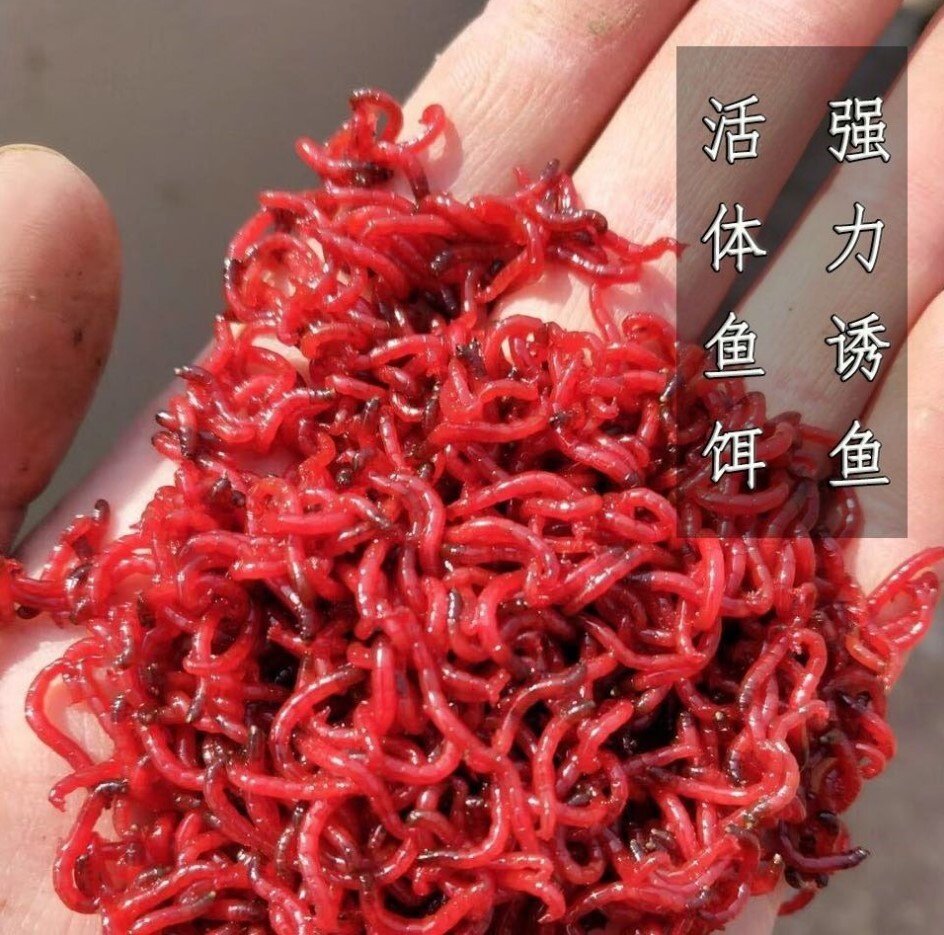 红虫新鲜鲜活活饵钓鱼血虫活体喂鱼饵料特大号鱼饵