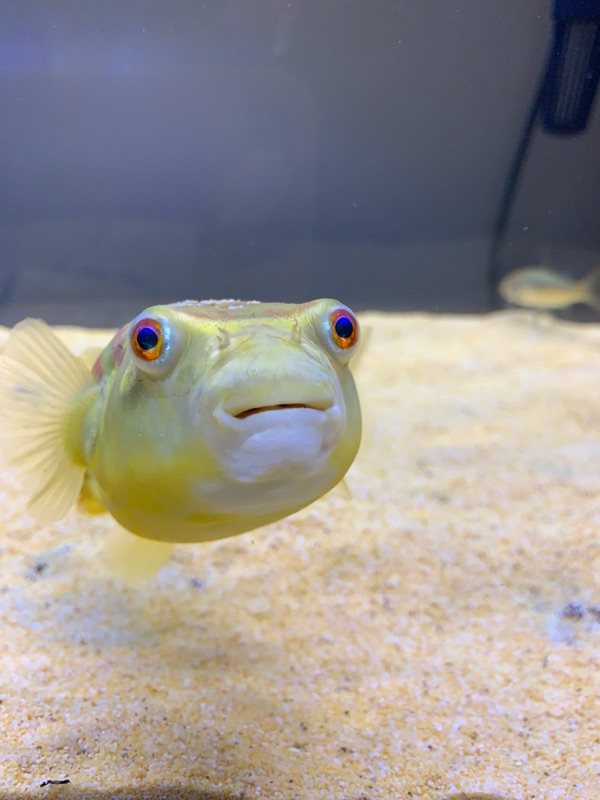 狗头非洲黄胖子凶猛南美胖子鱼网网红野斑河豚鱼