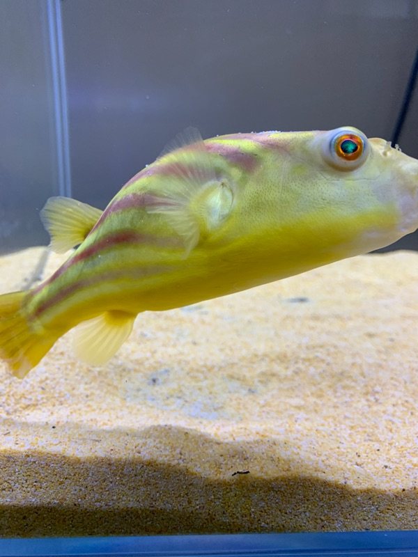 狗头非洲黄胖子凶猛南美胖子鱼网网红野斑河豚鱼