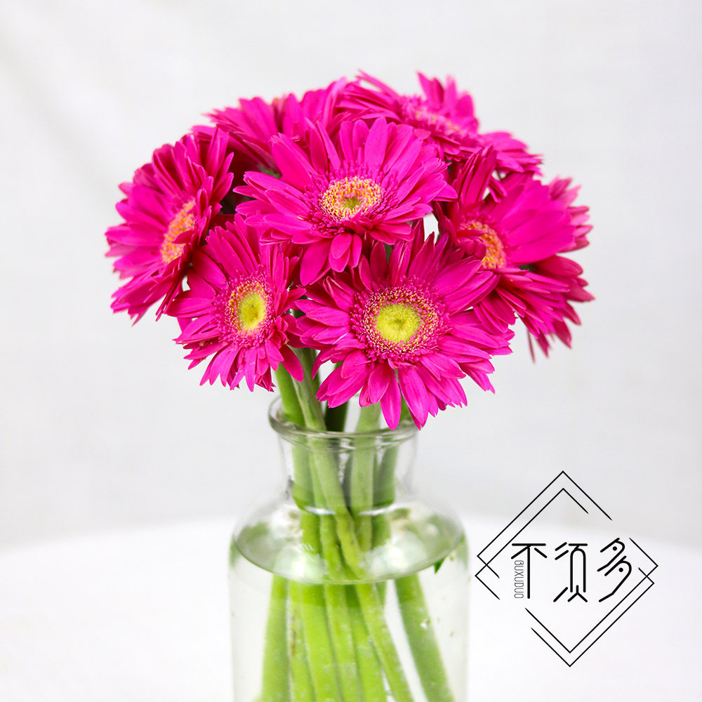 非洲菊扶郎拉丝多色太阳花鲜花昆明云南空运直发鲜花速递同城