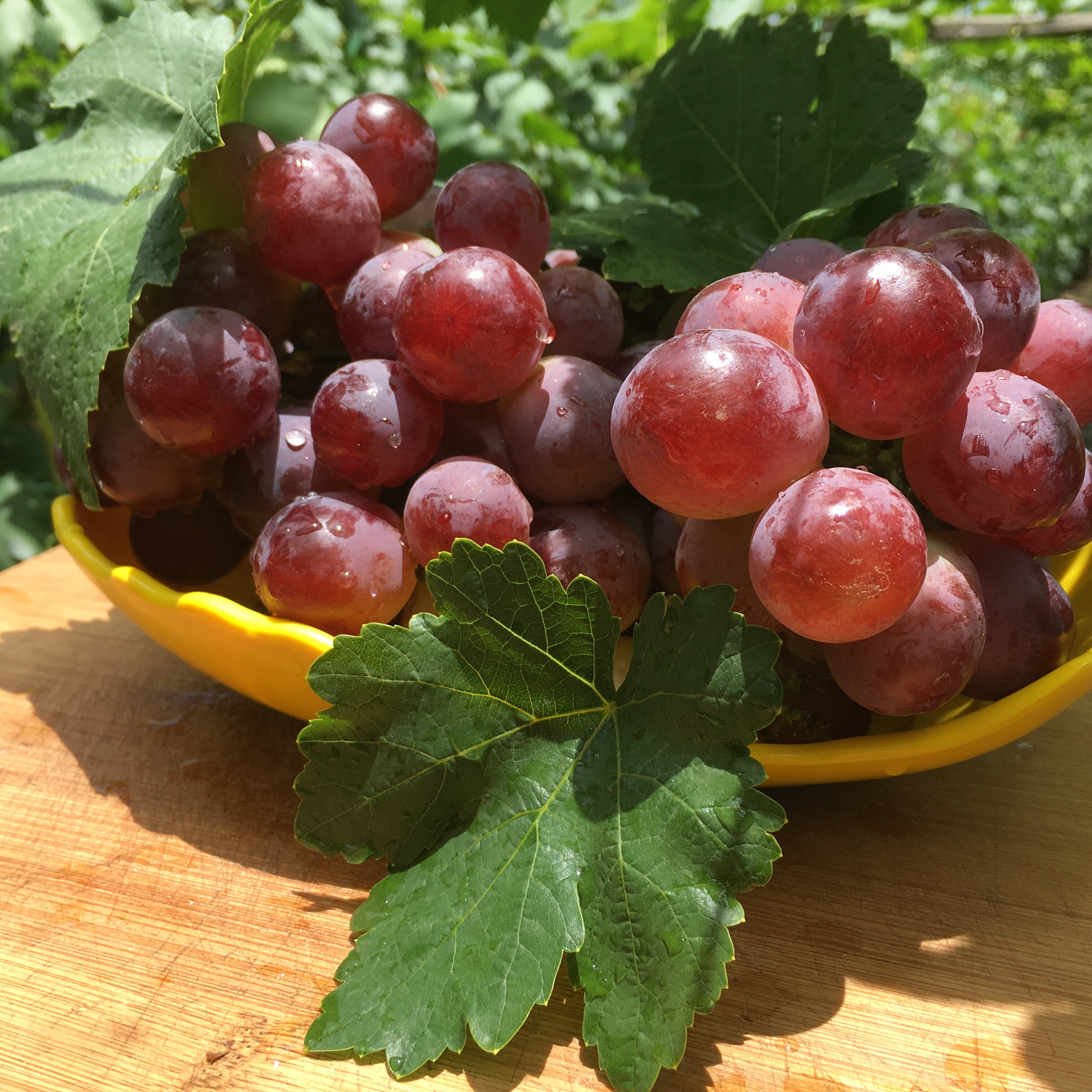 滇圣 云南宾川高山红提葡萄新鲜当季水果黑提子孕妇净重5斤包邮