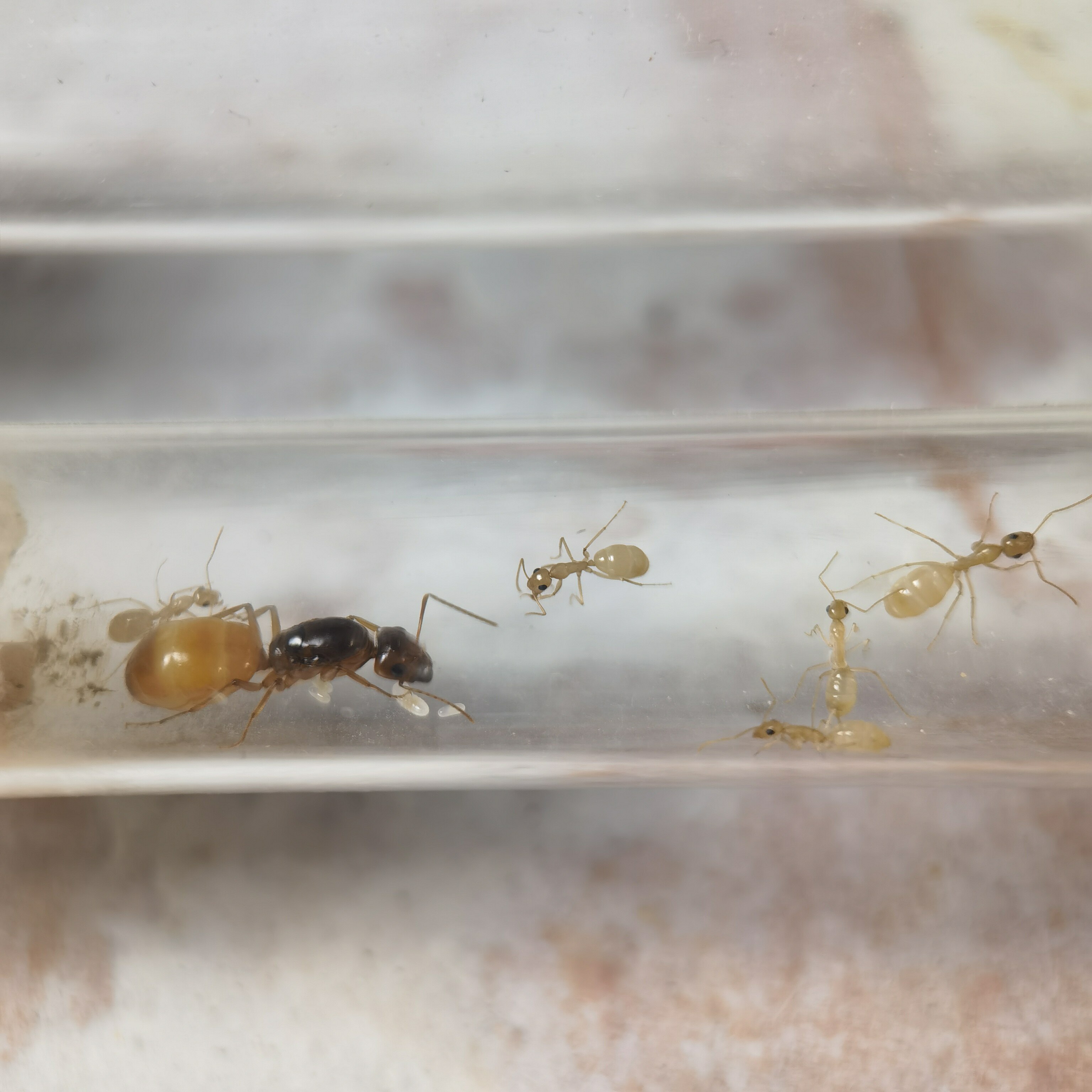 十只包邮包活黑金土耳其弓背蚁红金费氏弓背蚁宠物小群落蚂蚁黑斑