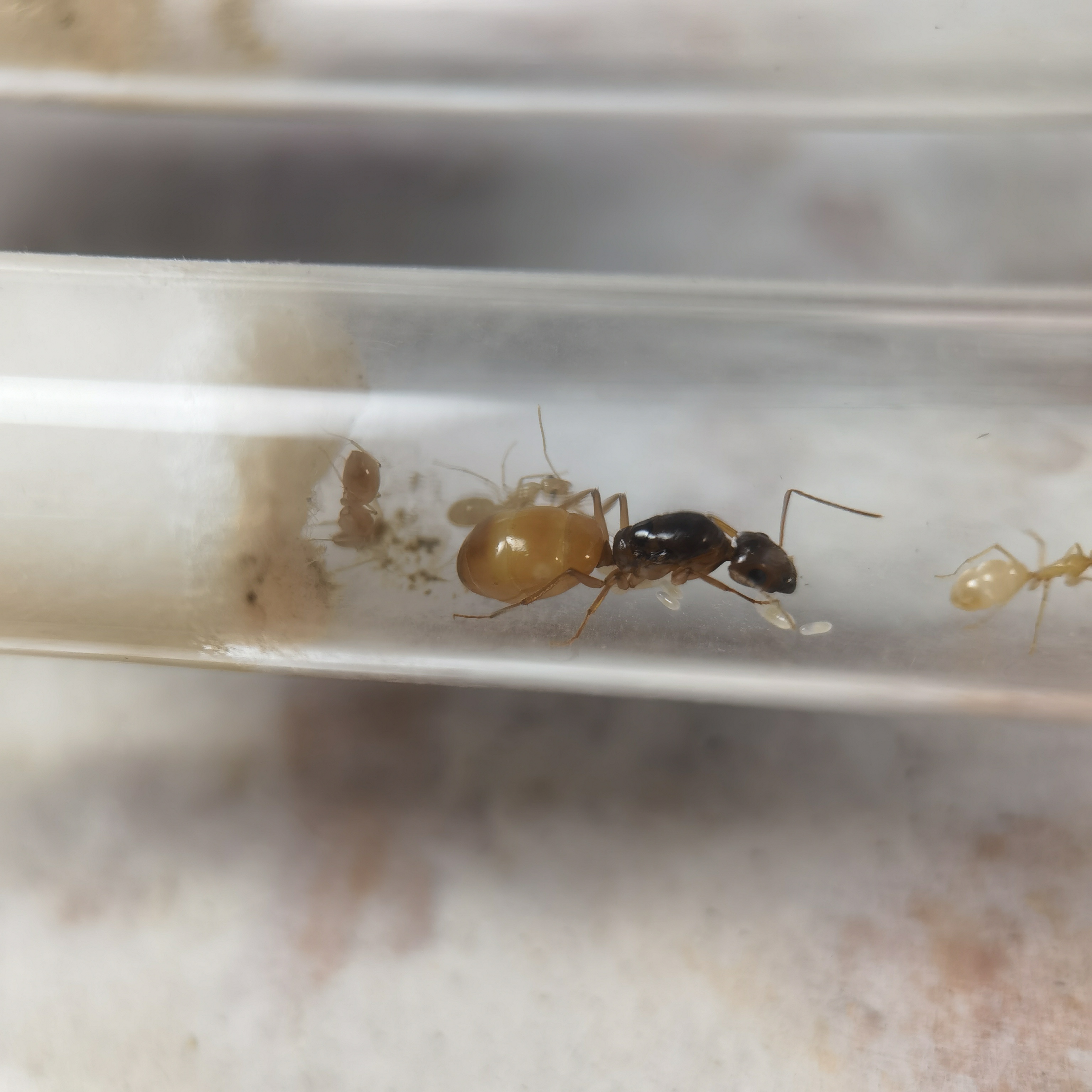 十只包邮包活黑金土耳其弓背蚁红金费氏弓背蚁宠物小群落蚂蚁黑斑