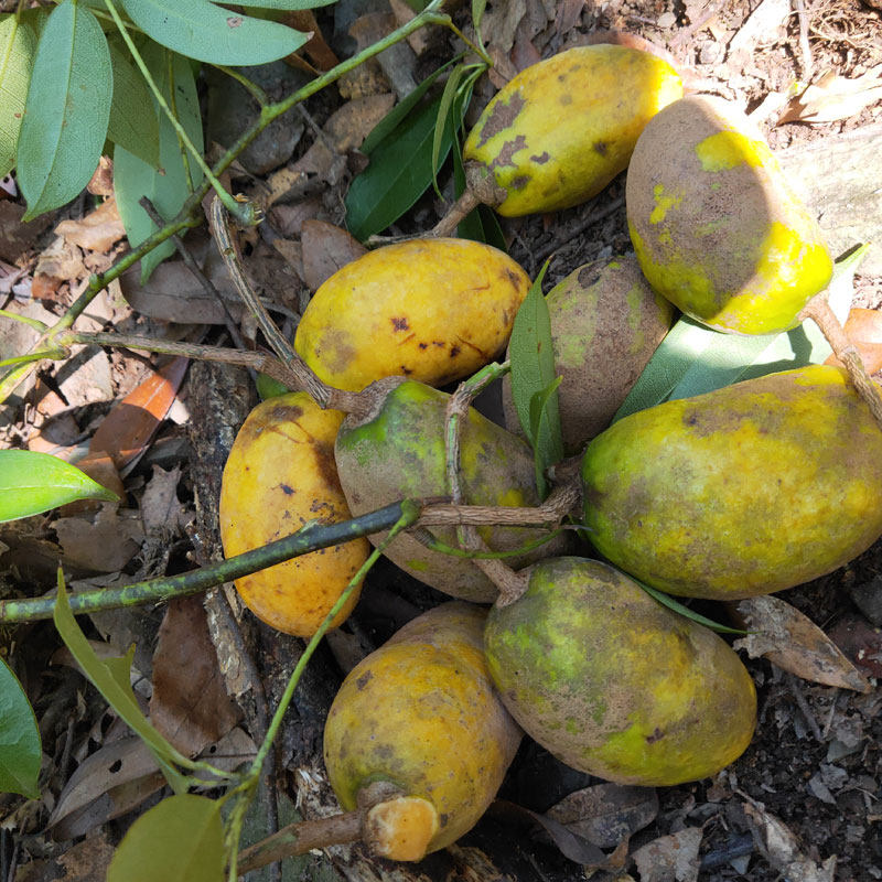 九月当季香蕉坨炸食用牛卵孕妇水果黄八月新鲜其它