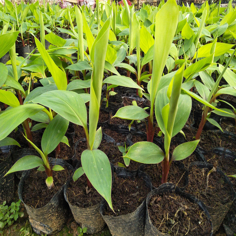 新品种马来西亚南洋红香蕉苗红皮香蕉威廉斯b6香蕉粉蕉皇帝蕉树苗