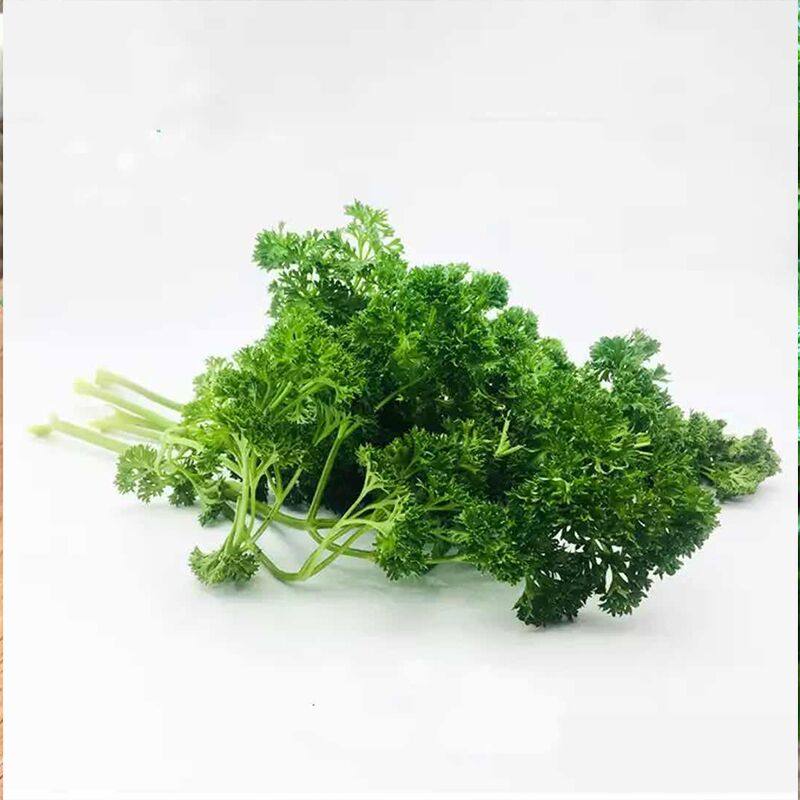 荷兰新鲜香芹兰欧西洋芹番500g西餐厅蛋糕摆盘其它
