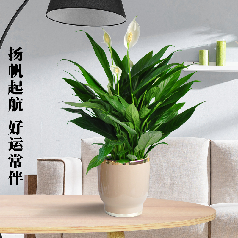 一帆风顺盆栽花卉植物室内桌面水培高档开业寓意花卉