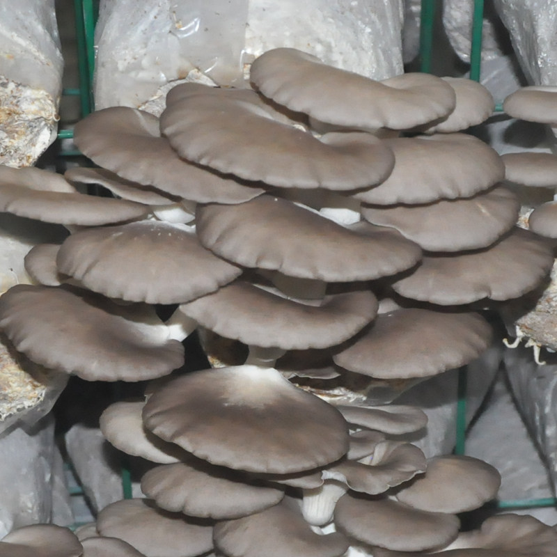 凤尾菇种植菌种蘑菇菌包菌棒盆栽食用菌家庭蘑菇种植包种植菌 - 痕风