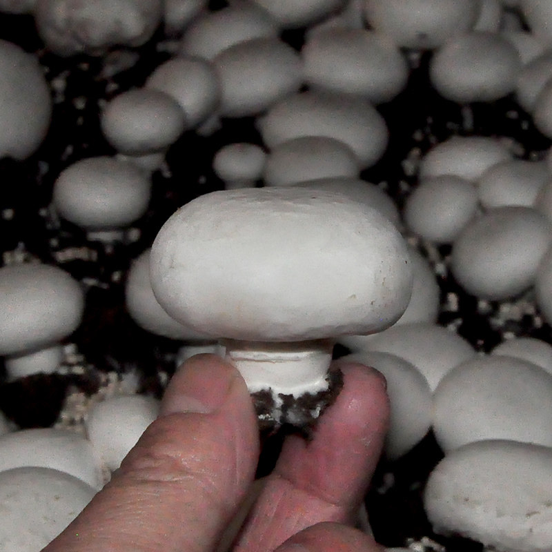 蘑菇菌包婆婆双孢菇口蘑食用家庭种植食用菌棒包多肉植物