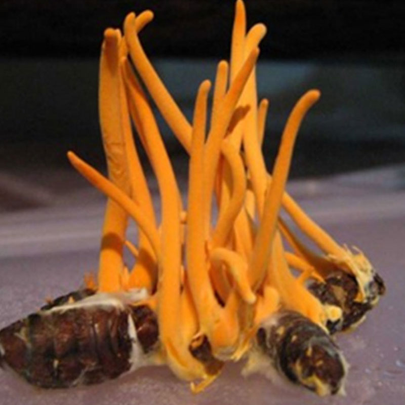 菇婆婆北虫草食用菌蘑菇种植菌种蛹虫草菌种植家庭种蘑菇种植菌包