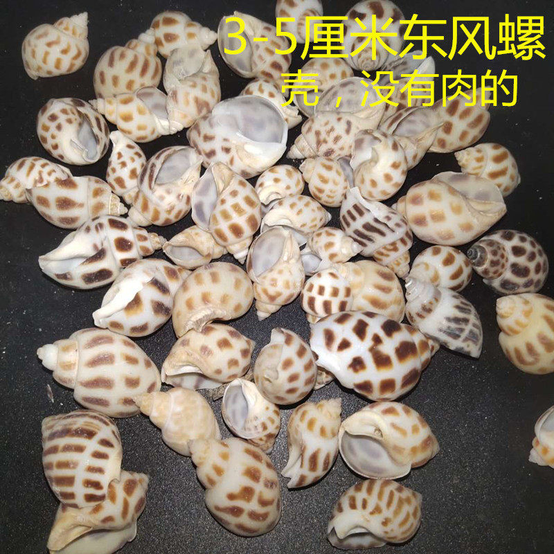 东风花斑天然海螺贝壳鱼缸造景卷贝寄居备用海螺