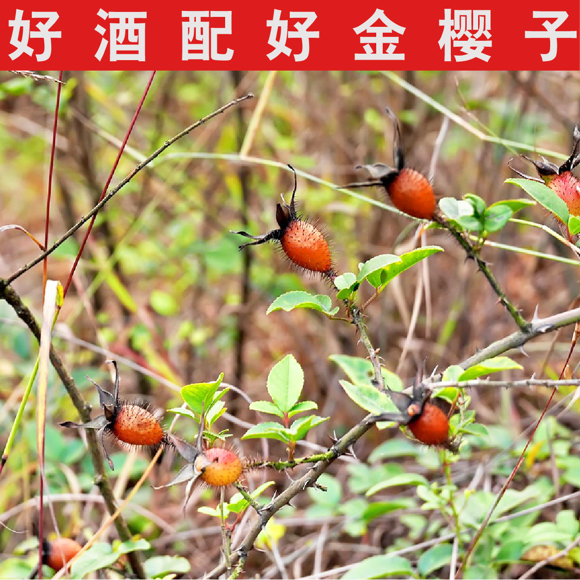 金樱子茶野生农家金英子袋泡茶刺梨子泡酒糖罐无硫刺榆子30精装包