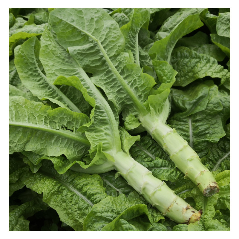 莴笋新鲜青笋新鲜莴笋尖脆莴笋莴苣新鲜四川绿色有机蔬菜5斤包邮
