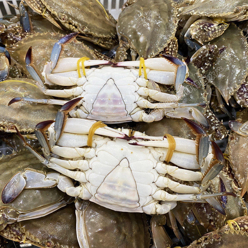中公二母梭子野生海螃蟹连云港鲜活海鲜肉蟹飞一斤梭子蟹