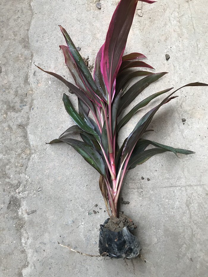 朱焦红千年红竹红边铁观叶植物植物土培甲醛绿化绿植