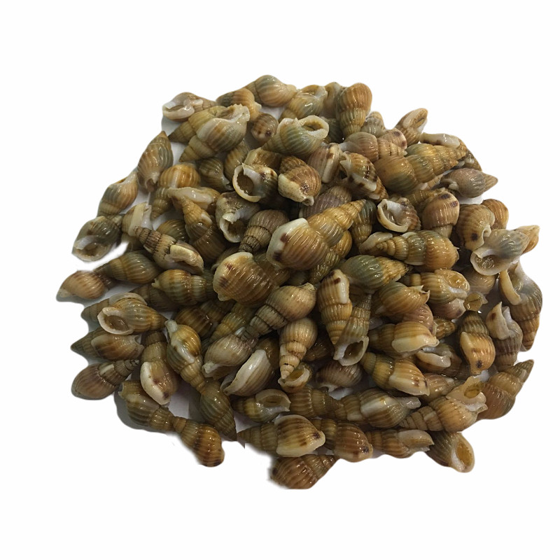 瓜子鲜活海螺丝大海锥螺新鲜贝类海鲜青岛水产品海螺