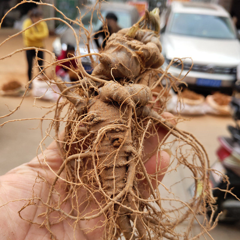三七新鲜现挖文山七头根泡酒煲鸡汤汤料野生三七