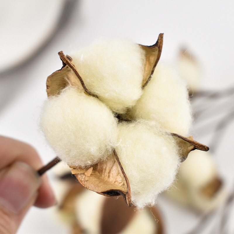 棉花彩色彩色棉单支永生棉花会会展天然木棉花干花仿真果蔬