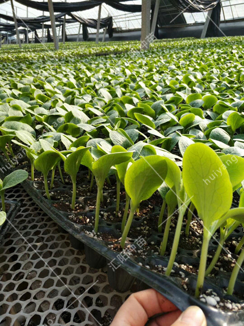 砧木嫁接黄瓜专用种子白籽南瓜油亮高产抗病家庭园艺种子