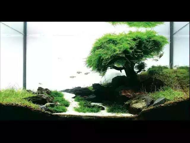 懒人莫斯水草 大三角火焰水晶垂泪鹿角苔凤尾苔莫斯鱼缸造景