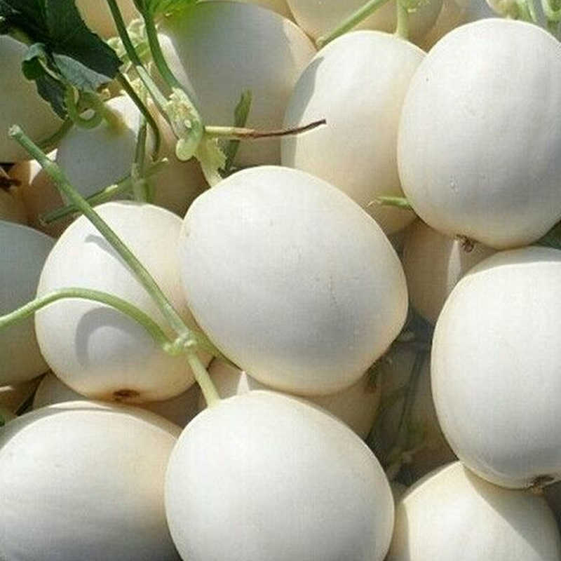 山东特产景甜5号甜瓜5斤新鲜当季水果白香瓜时令哈密瓜应季批发脆