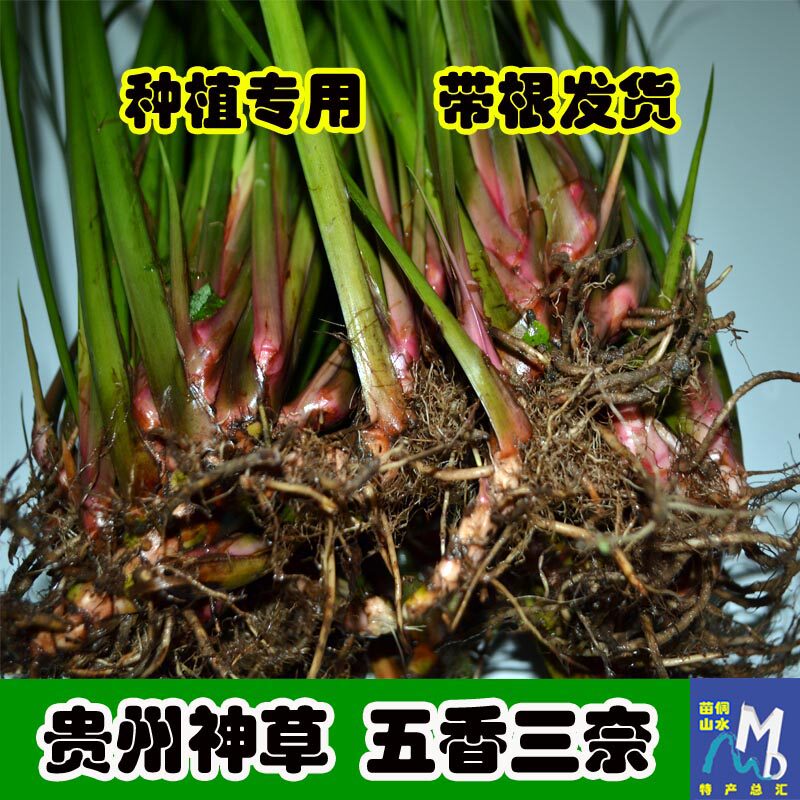 五香草贵州茴香菖蒲带根发货可种植三奈苗黔东南特产香料4份包邮