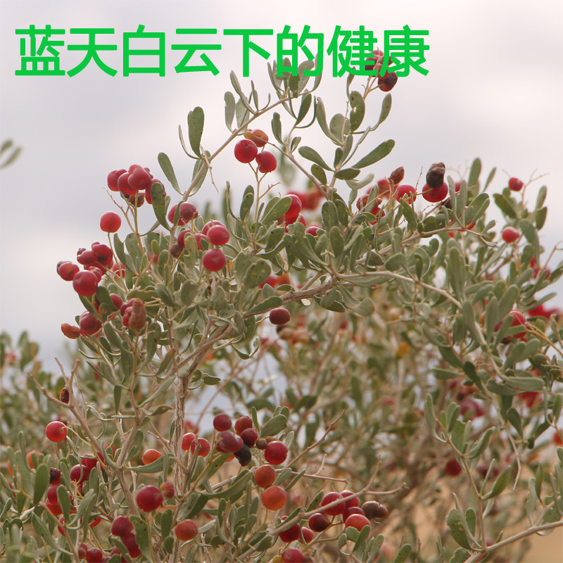 甘肃民勤特产纯天然野生白刺果沙棘果泡泡茶沙漠其它干货