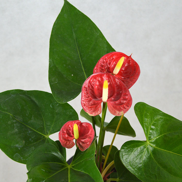 植物盆栽红掌粉掌花卉室内绿植办公室白掌水培植绿植