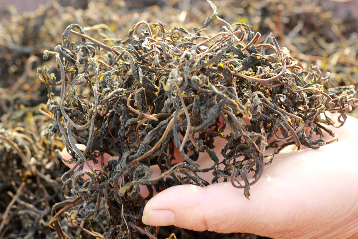 新货农家自腌制干香椿芽头茬野生新鲜嫩香椿芽湖北土特产干货500g