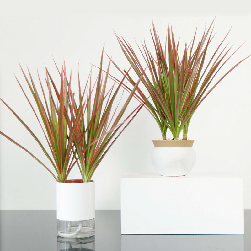 千年盆栽马尾植物北欧大型绿植室内老桩三色时令草本花卉