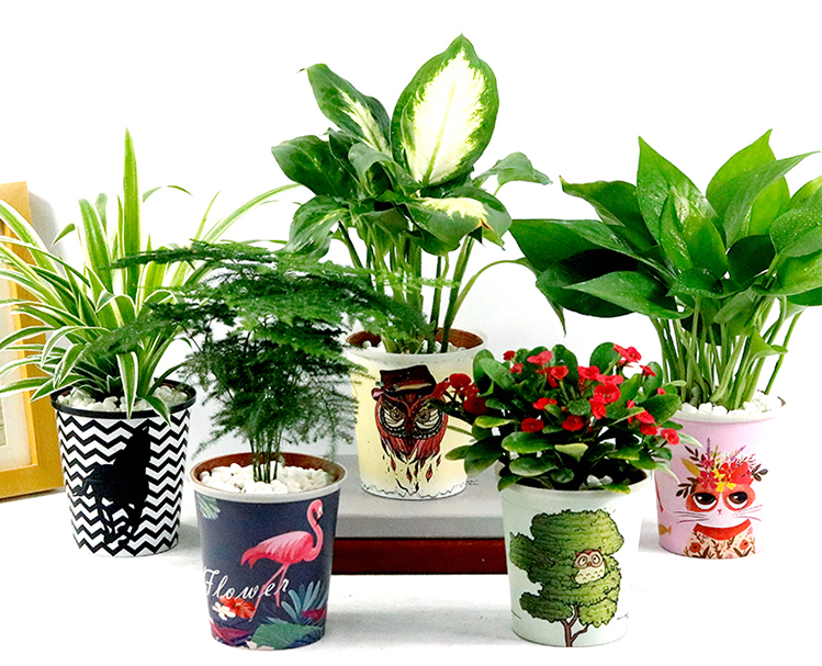 盆栽阳台室内办公室净化空气绿化鲜花绿植花卉卉好花卉