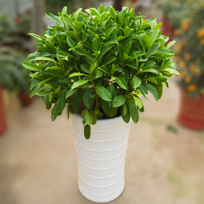 盆栽非洲茉莉室内客厅大型绿植花卉发财树叶植物绿植