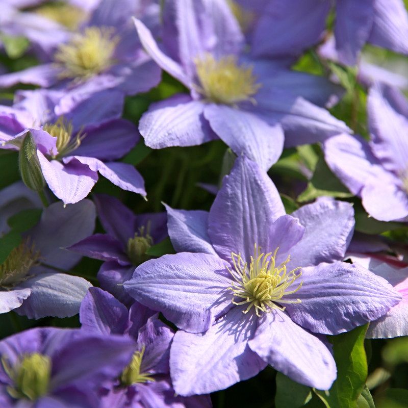 塞尚铁线莲大花重瓣铁线莲啤酒银币小美人鱼爬藤植物四季开花耐寒