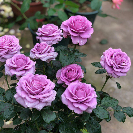 阳台花苗水星星王月季盆栽庭院多花大花微月时令草本花卉