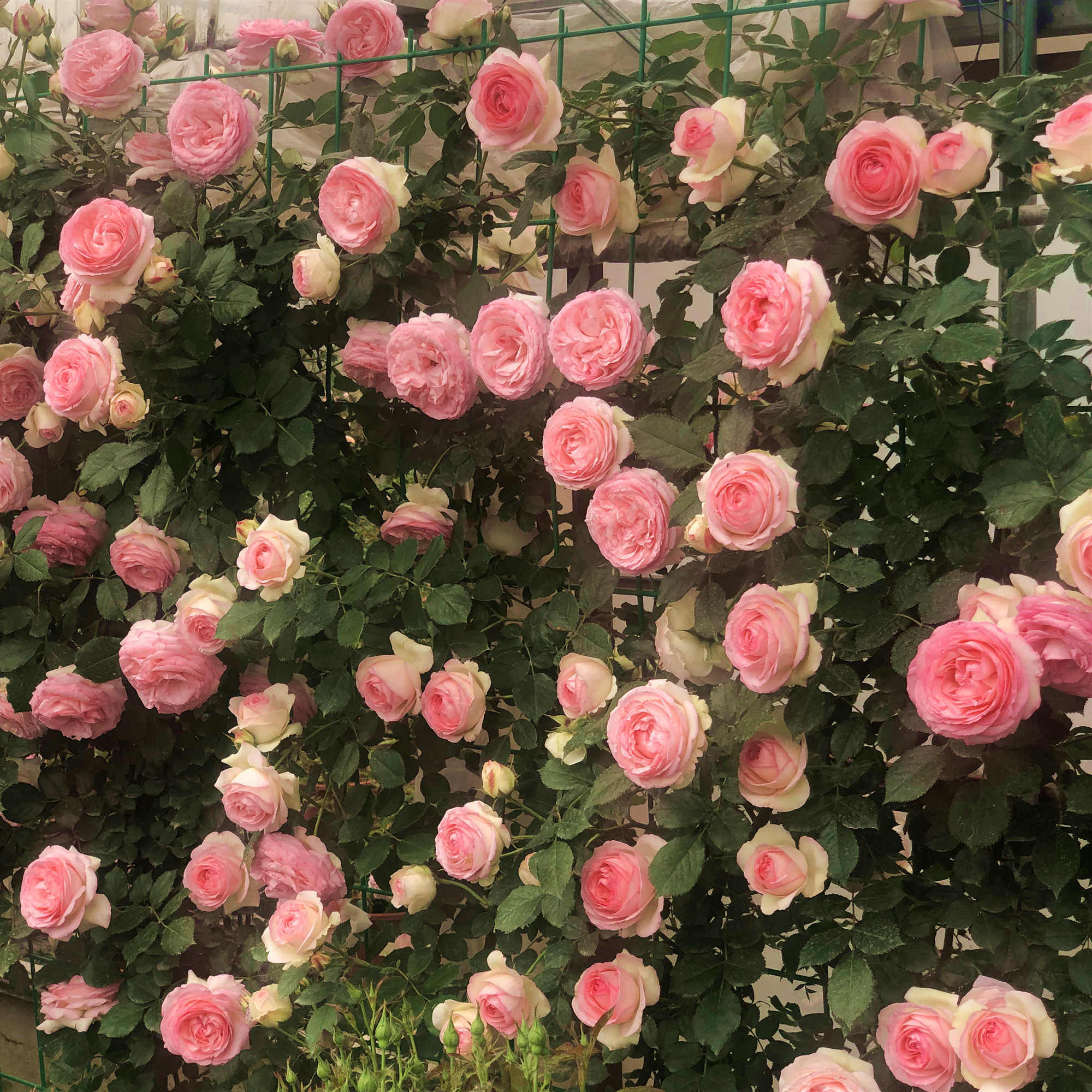 【1米5高大苗*套餐】蔷薇花苗藤本月季特大花爬藤植物四季开花