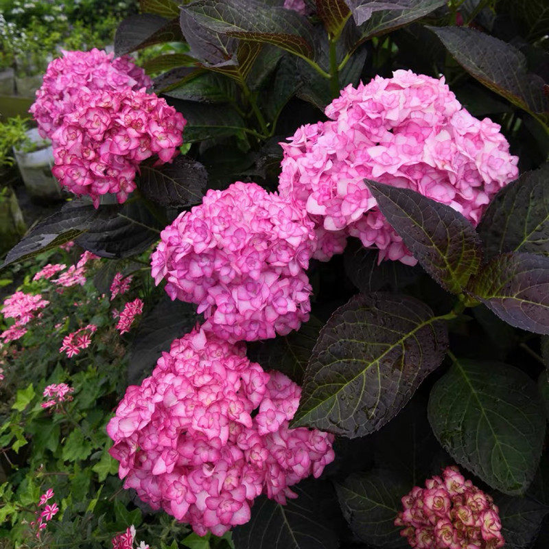 绣球纱织小姐绣球花苗八仙花盆栽绣球耐热植物花卉四季开无尽夏