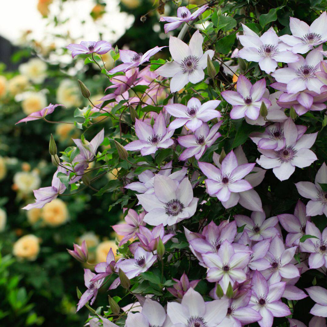 乌托邦铁线莲阳台庭院爬藤花卉植物当年开花盆栽时令草本花卉