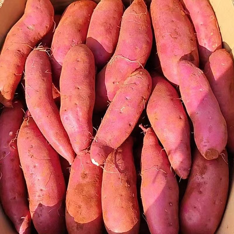 云南高山蜜薯西瓜红蜜5斤9斤番薯