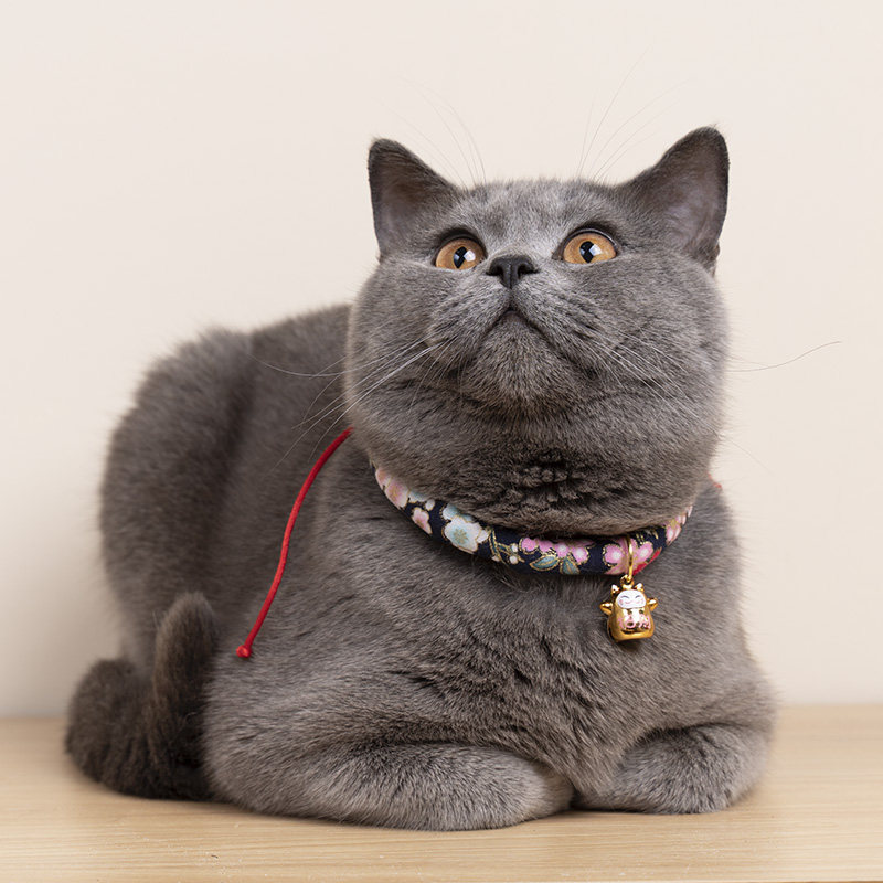 日本和风猫咪项圈铃铛狗狗项圈防虱子颈圈脖圈除跳蚤项链宠物用品