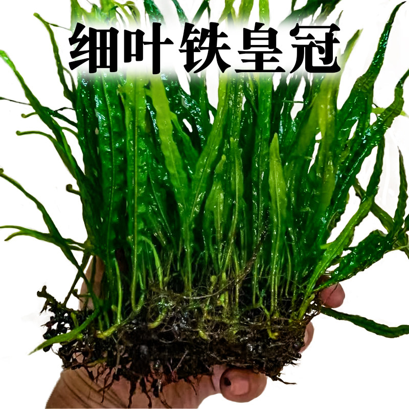 无土水草泥无二氧化碳阴性懒人好养鱼缸水族箱沉木造景细叶铁皇冠