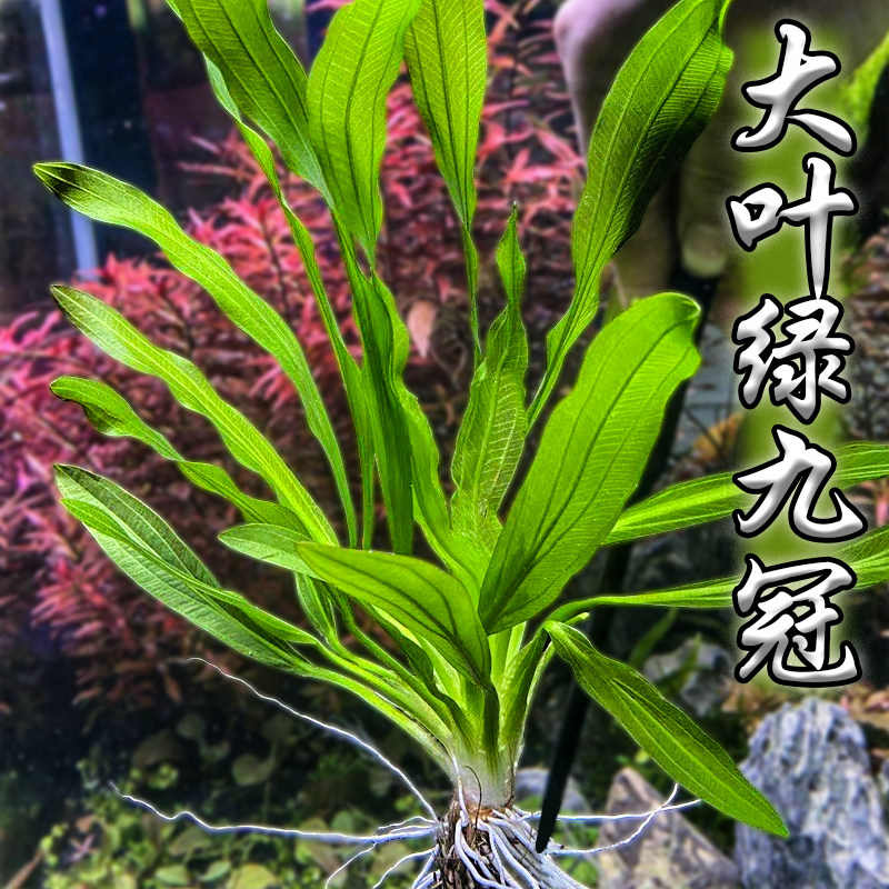 大叶叶绿九冠鱼缸造景水草活体淡水植物懒人水草