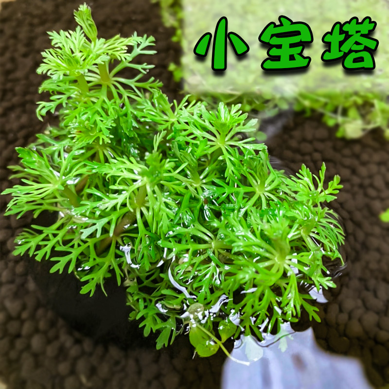 水草宝塔小宝淡水植物宫廷蜈蚣水族箱鱼缸造景水草