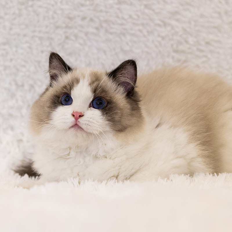 纯种海双赛级布偶猫幼猫活体宠物长毛小猫猫咪活物猫咪