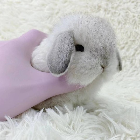 垂耳兔活体兔子活物折短毛小体侏儒茶杯混血进口兔