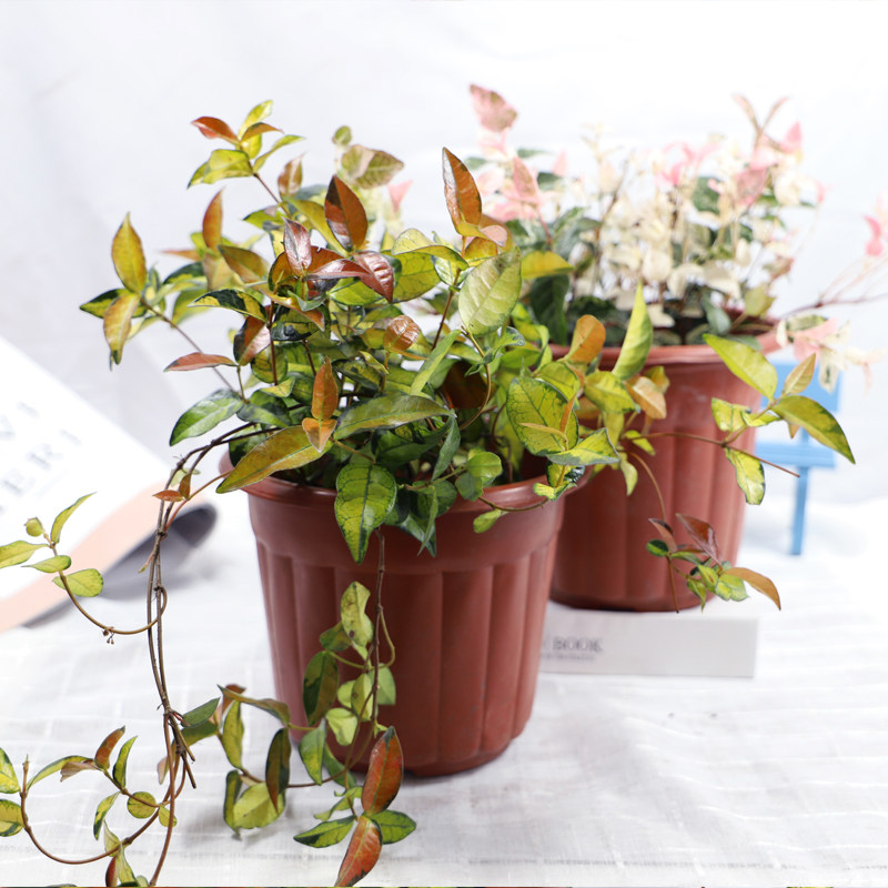 彩叶花叶黄金络石四季常青绿植耐阴室内桌面好养耐寒耐旱垂钓长藤