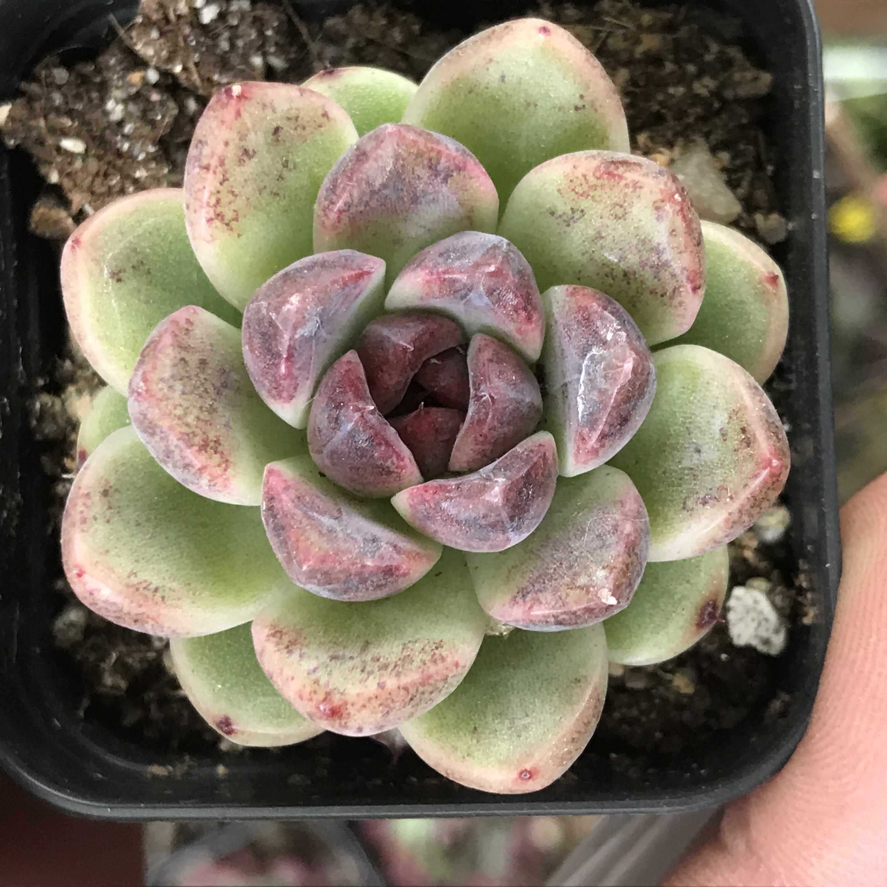 多肉植物黑骑士颠石黑色系列檀汁黑玫瑰肉肉盆栽多肉植物