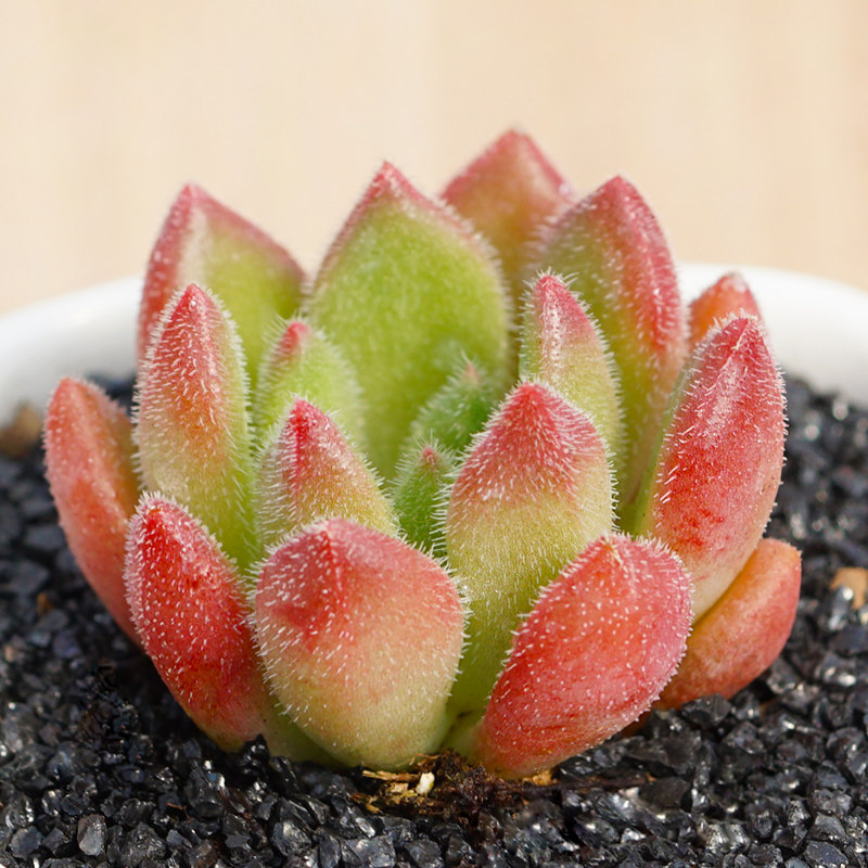 卉吉多肉花卉 红唇 小萌物 多肉植物办公室内组合盆栽花卉绿植