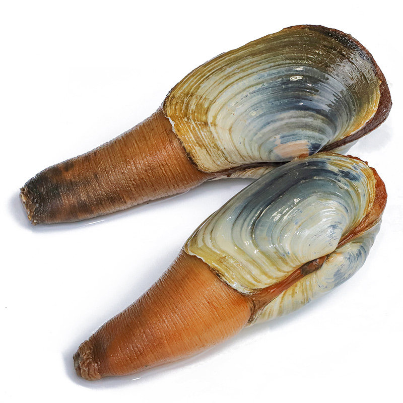 海鲜鲜活象鼻象拔蚌1斤左右象牙即食水产蚌刺象拔蚌