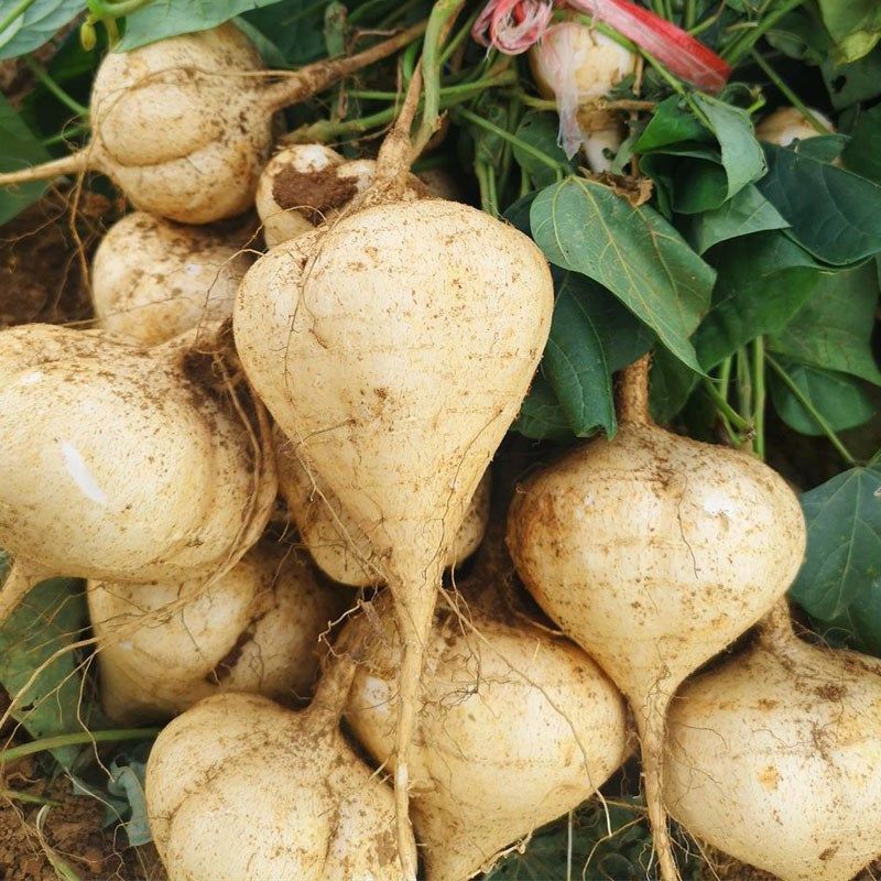 新鲜贵州安顺特产产地孕妇水果蔬菜脆白地瓜番薯