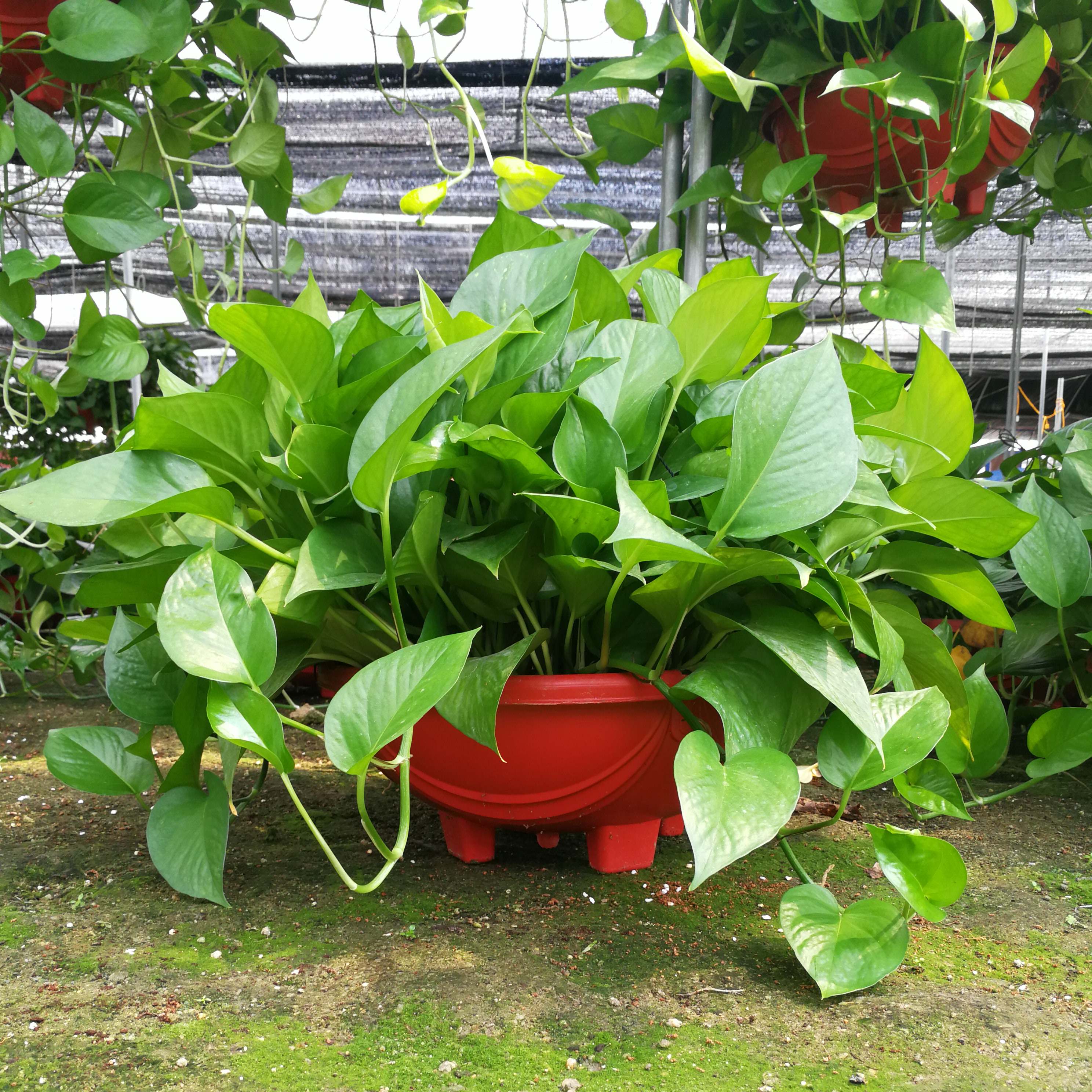 绿植大型植物室内大盆特长藤绿萝吊兰植物盆栽新房除甲醛长藤绿植